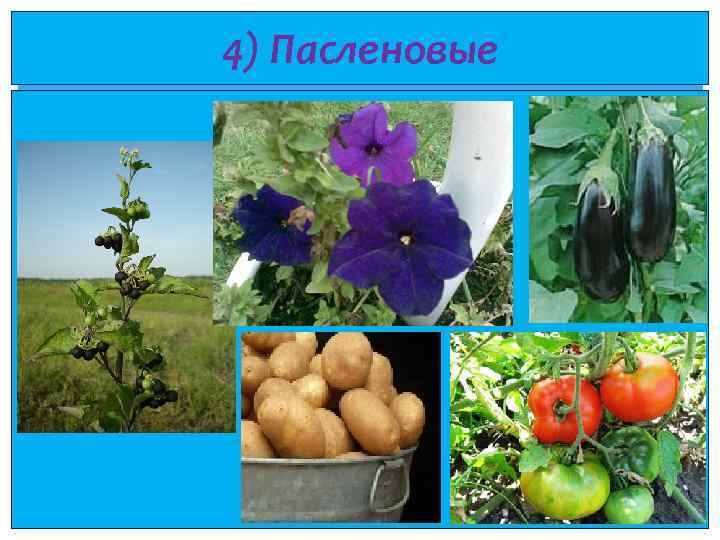 4) Пасленовые 