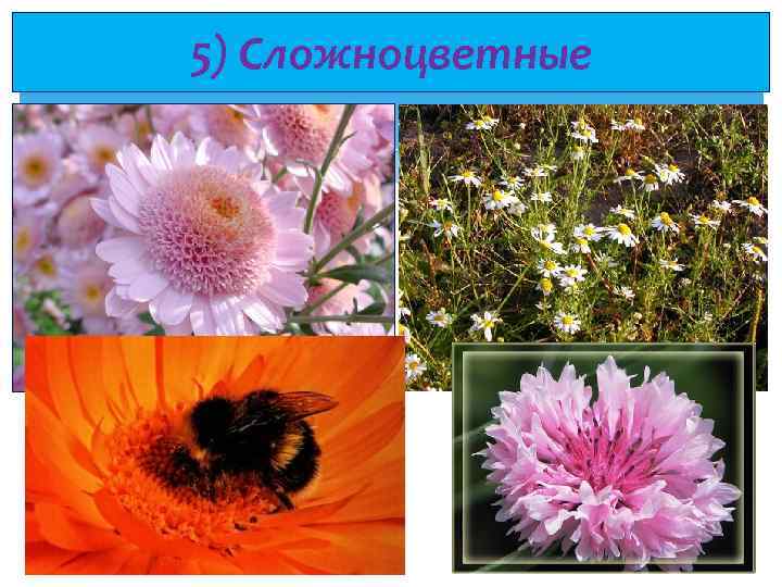 5) Сложноцветные 