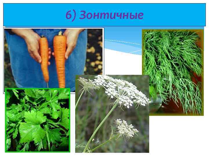 6) Зонтичные 