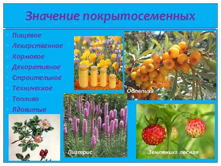 Значение покрытосеменных Пищевое Лекарственное Кормовое Декоративное Строительное Техническое Топливо Ядовитые Облепиха Лиатрис Земляника лесная