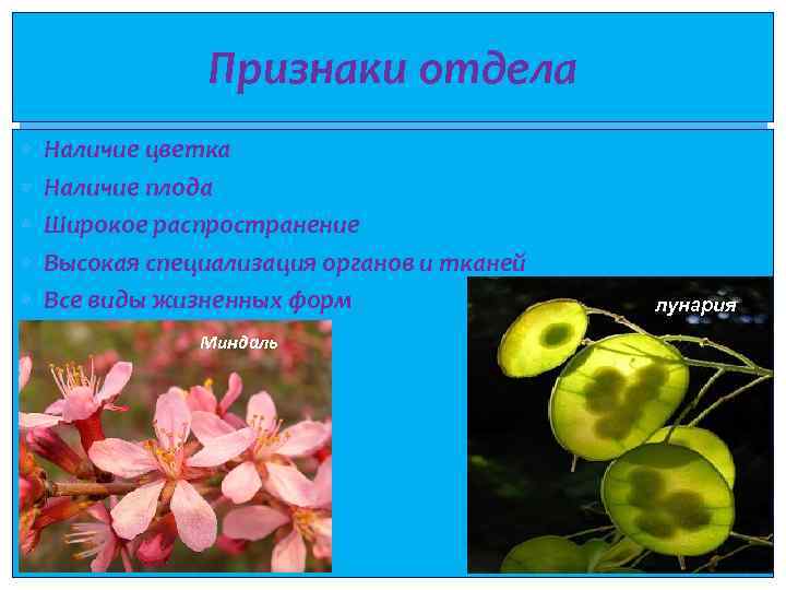 Признаки отдела Наличие цветка Наличие плода Широкое распространение Высокая специализация органов и тканей Все