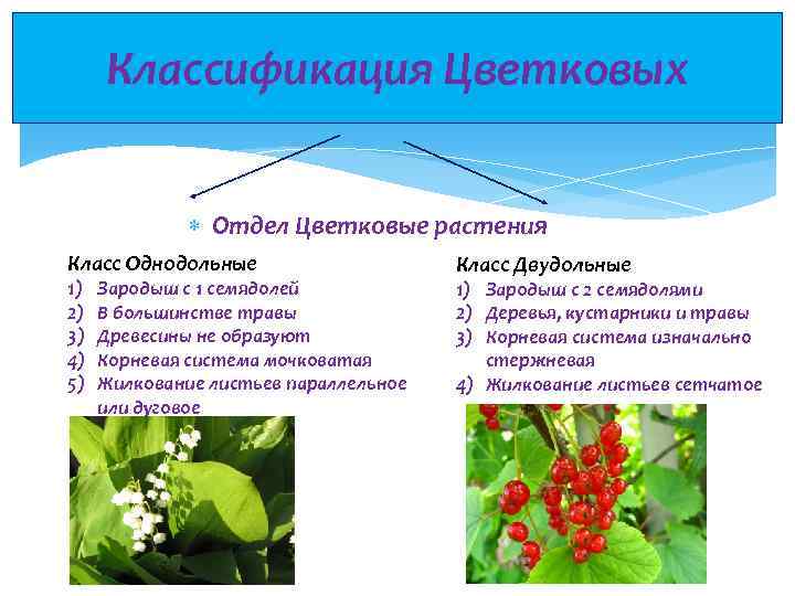 Классификация Цветковых Отдел Цветковые растения Класс Однодольные 1) 2) 3) 4) 5) Зародыш с