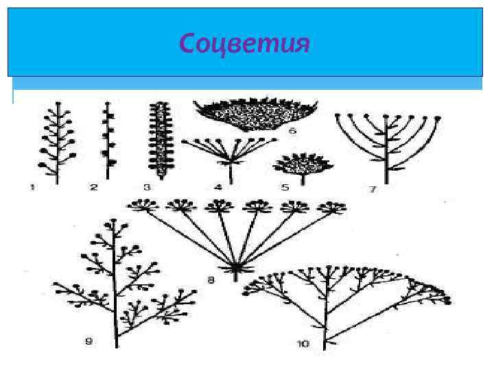 Соцветия 
