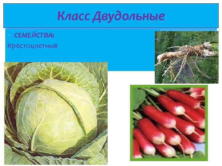 Класс Двудольные СЕМЕЙСТВА: Крестоцветные 