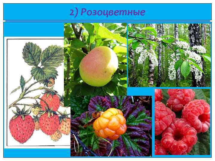 2) Розоцветные 