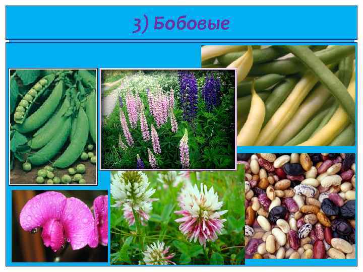 3) Бобовые 