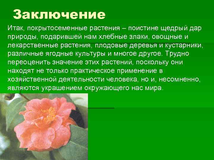 Заключение Итак, покрытосеменные растения – поистине щедрый дар природы, подарившей нам хлебные злаки, овощные
