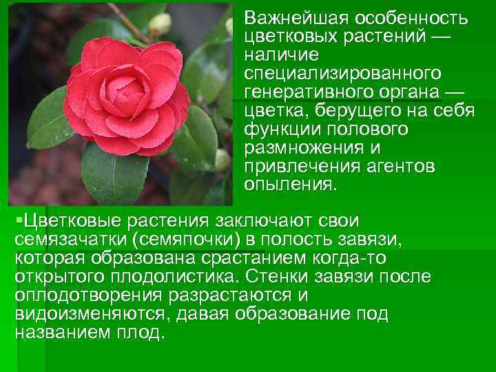 § Важнейшая особенность цветковых растений — наличие специализированного генеративного органа — цветка, берущего на