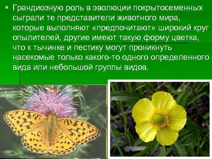 § Грандиозную роль в эволюции покрытосеменных сыграли те представители животного мира, которые выполняют «предпочитают»