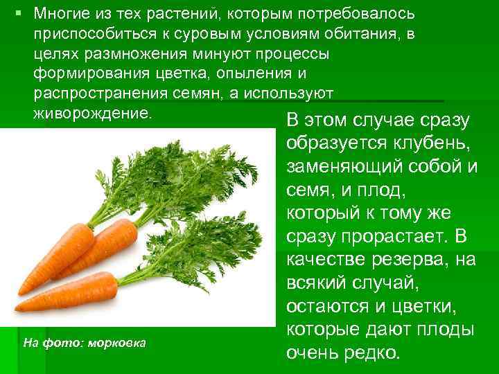 § Многие из тех растений, которым потребовалось приспособиться к суровым условиям обитания, в целях