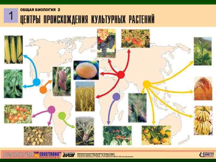 Презентация о происхождении культурных растений наиболее распространенных в вашей местности