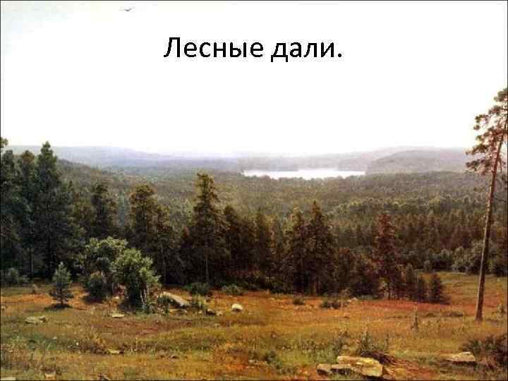 Лесные дали. 