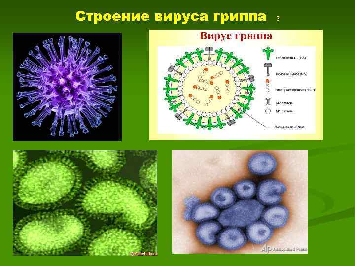 Строение вируса гриппа 3 