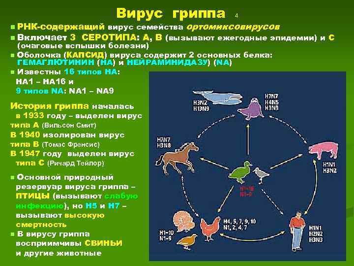 Вирус гриппа 4 вирус семейства ортомиксовирусов n Включает 3 СЕРОТИПА: А, В (вызывают ежегодные