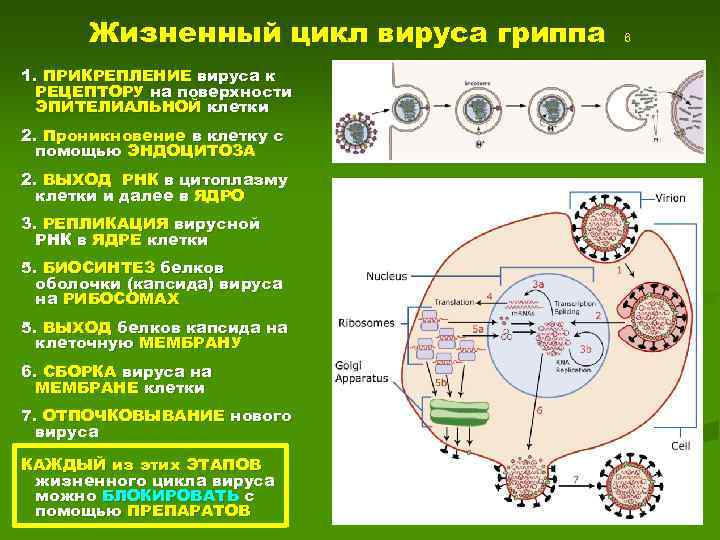 Жизненный цикл вируса гриппа 1. ПРИКРЕПЛЕНИЕ вируса к РЕЦЕПТОРУ на поверхности ЭПИТЕЛИАЛЬНОЙ клетки 2.