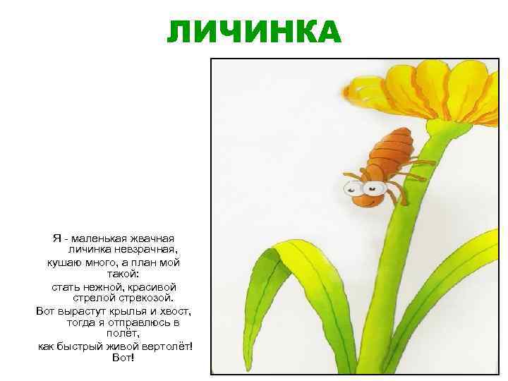 ЛИЧИНКА Я - маленькая жвачная личинка невзрачная, кушаю много, а план мой такой: стать