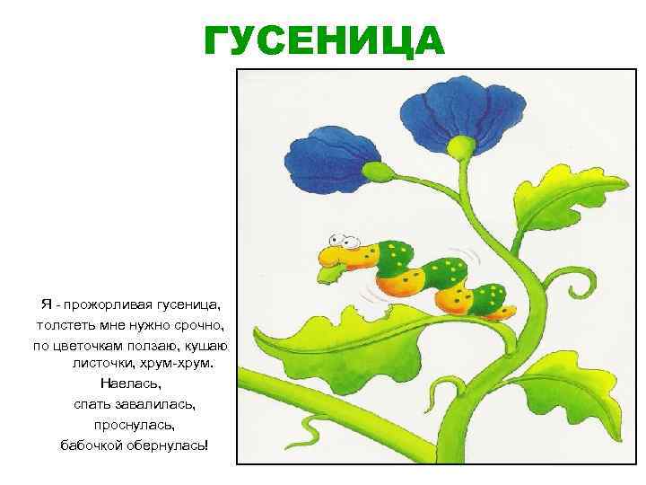 ГУСЕНИЦА Я - прожорливая гусеница, толстеть мне нужно срочно, по цветочкам ползаю, кушаю листочки,