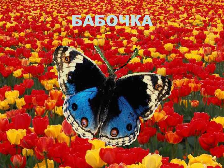 БАБОЧКА 