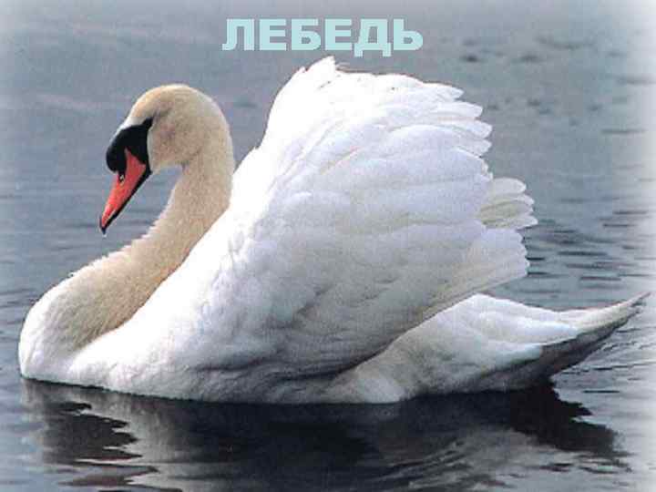 ЛЕБЕДЬ 