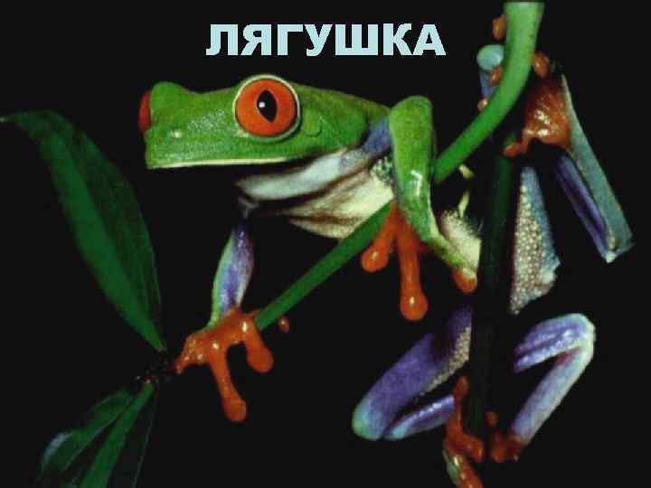 ЛЯГУШКА 