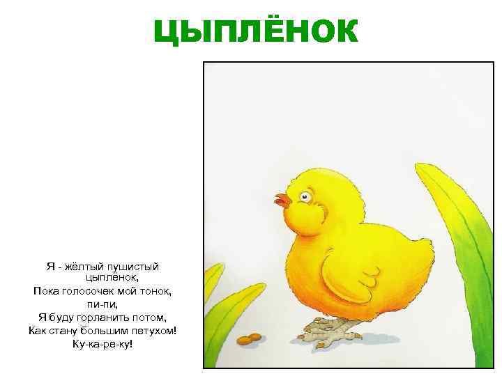 ЦЫПЛЁНОК Я - жёлтый пушистый цыплёнок, Пока голосочек мой тонок, пи-пи, Я буду горланить