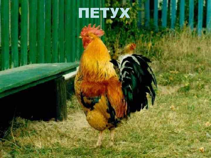 ПЕТУХ 