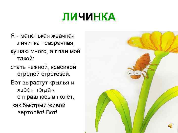 ЛИЧИНКА Я - маленькая жвачная личинка невзрачная, кушаю много, а план мой такой: стать