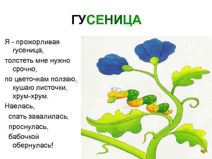 ГУСЕНИЦА Я - прожорливая гусеница, толстеть мне нужно срочно, по цветочкам ползаю, кушаю листочки,