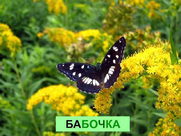 БАБОЧКА 
