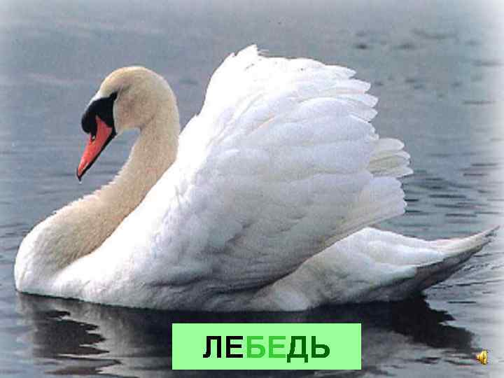ЛЕБЕДЬ 
