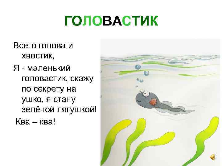 ГОЛОВАСТИК Всего голова и хвостик, Я - маленький головастик, скажу по секрету на ушко,