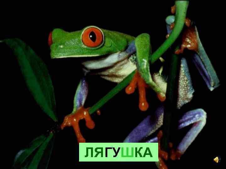 ЛЯГУШКА 