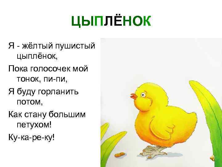 ЦЫПЛЁНОК Я - жёлтый пушистый цыплёнок, Пока голосочек мой тонок, пи-пи, Я буду горланить