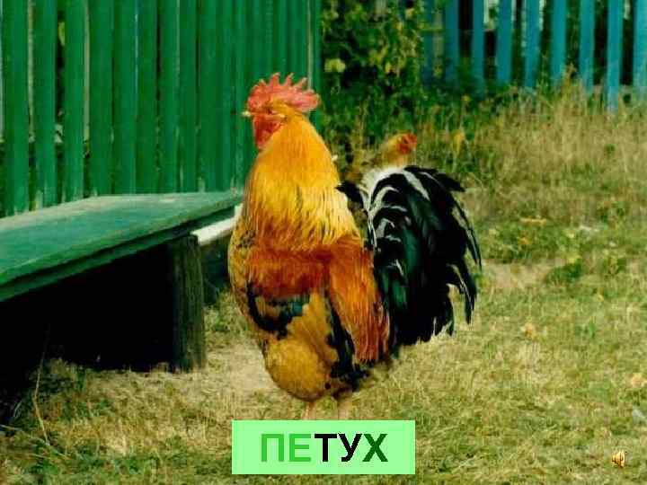 ПЕТУХ 
