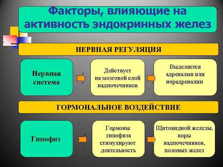 Факторы, влияющие на активность эндокринных желез НЕРВНАЯ РЕГУЛЯЦИЯ Нервная система Действует на мозговой слой