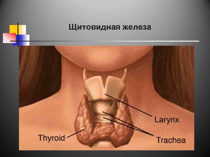 Щитовидная железа 