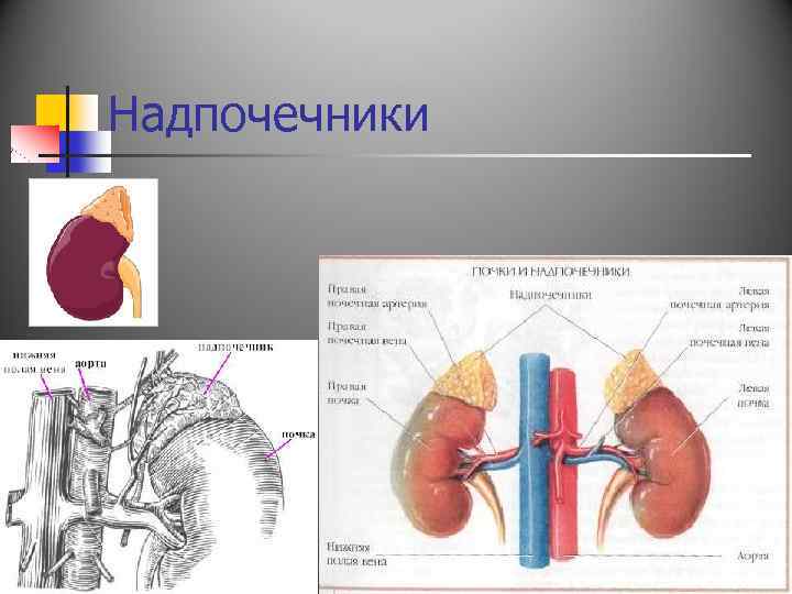 Надпочечники 