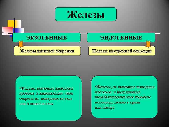 Железы ЭКЗОГЕННЫЕ ЭНДОГЕННЫЕ Железы внешней секреции Железы внутренней секреции • Железы, имеющие выводные протоки
