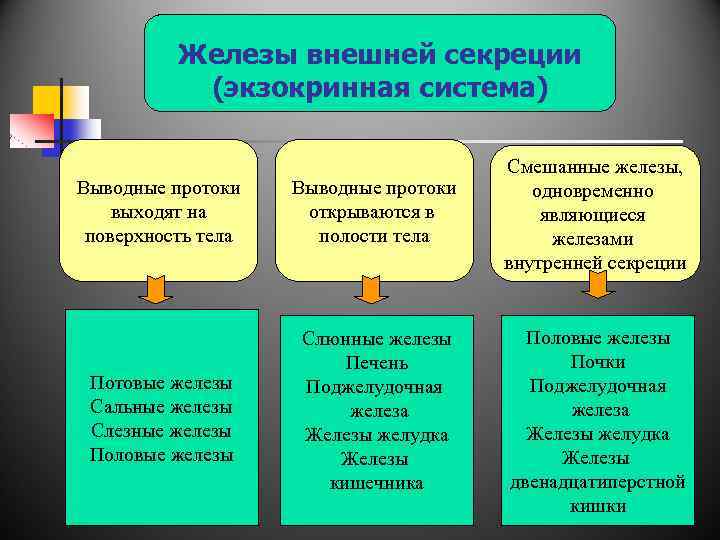 Клетка железы внешней секреции