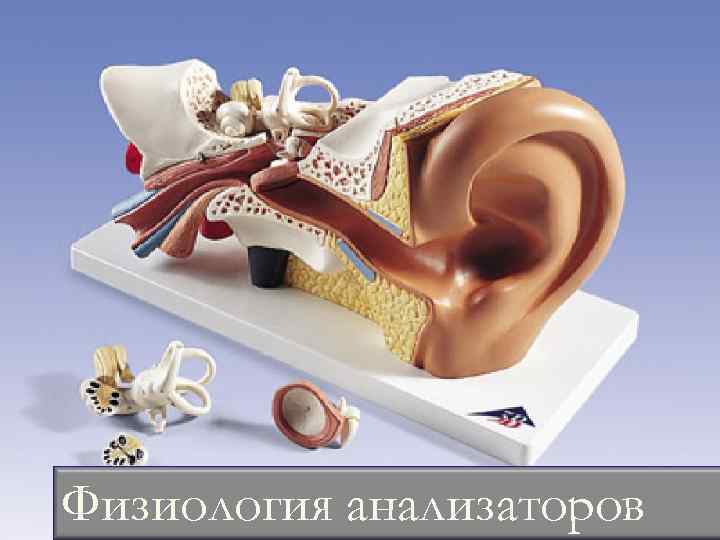 Физиология анализаторов 