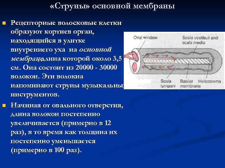  «Струны» основной мембраны n n Рецепторные волосковые клетки образуют кортиев орган, находящийся в
