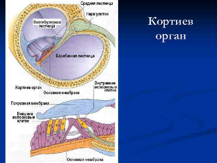 Кортиев орган 