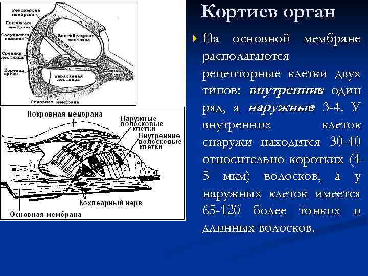 Кортиев орган На основной мембране располагаются рецепторные клетки двух типов: внутренние один в ряд,