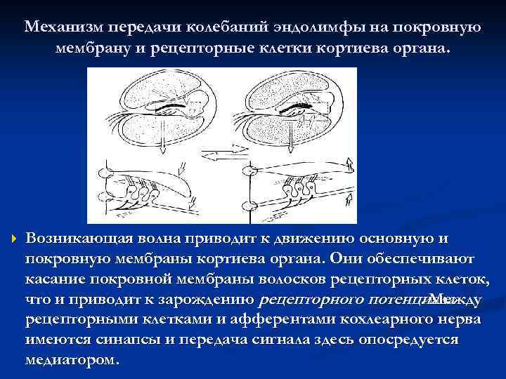 Механизм передачи колебаний эндолимфы на покровную мембрану и рецепторные клетки кортиева органа. Возникающая волна