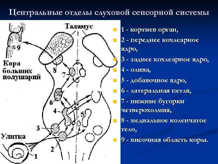 Центральные отделы слуховой сенсорной системы n n n n n 1 - кортиев орган,