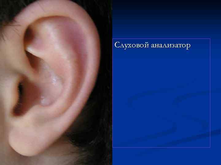 Cлуховой анализатор 