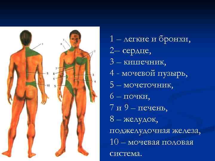 1 – легкие и бронхи, 2 -- сердце, 3 – кишечник, 4 - мочевой