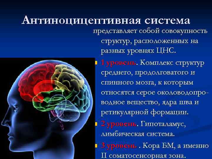 Антиноцицептивная система представляет собой совокупность структур, расположенных на разных уровнях ЦНС. n 1 уровень.