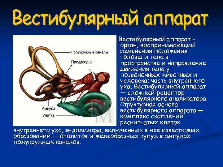 Вестибулярный аппарат орган, воспринимающий изменения положения головы и тела в пространстве и направление движения