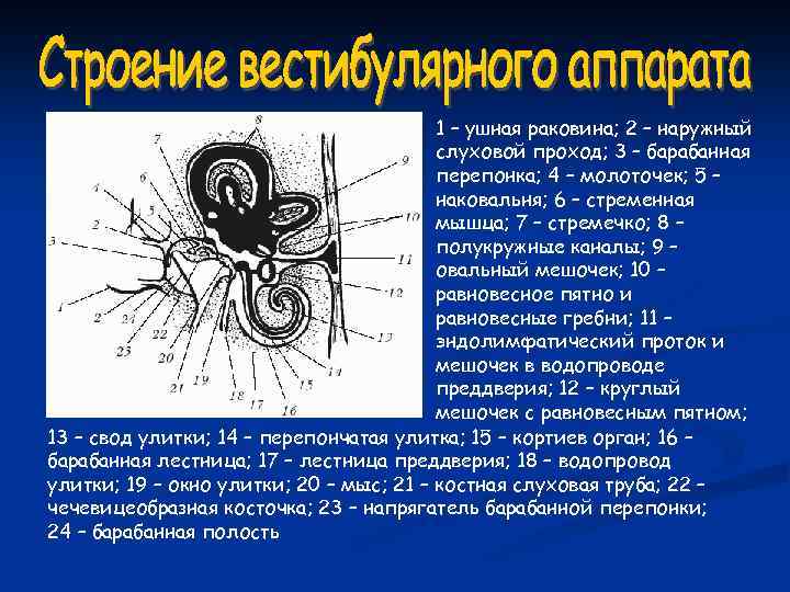 1 – ушная раковина; 2 – наружный слуховой проход; 3 – барабанная перепонка; 4